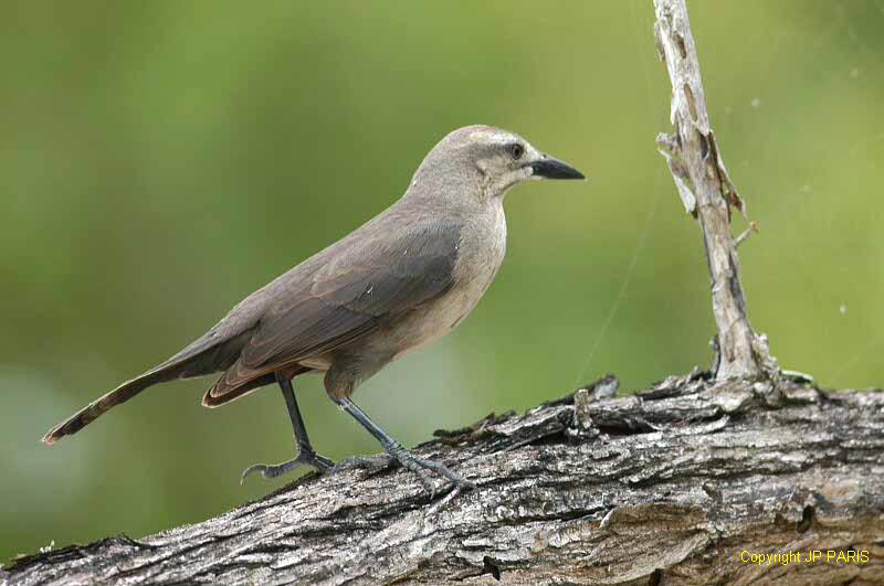 Quiscalus lugubris